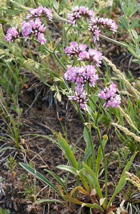 Limonium flexuosum - Изображение особи - Плантариум