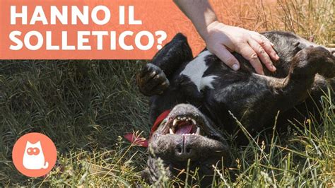 Il Mio Cane Muove La Zampa Quando Lo Accarezzo Ha Il Solletico