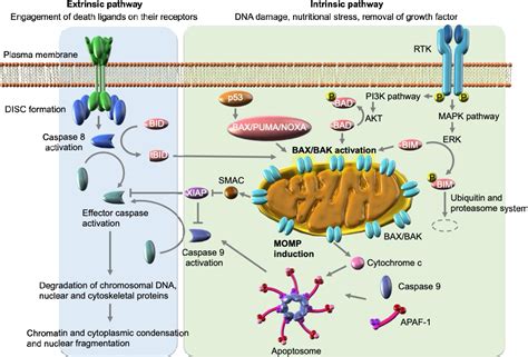 Figure 1 from Mechanisms of EGFR-TKI-Induced Apoptosis and Strategies ...