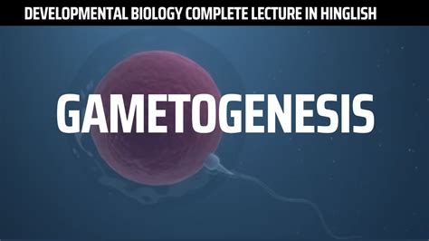 Gametogenesis Developmental Biology Complete Lecture On Gametogenesis