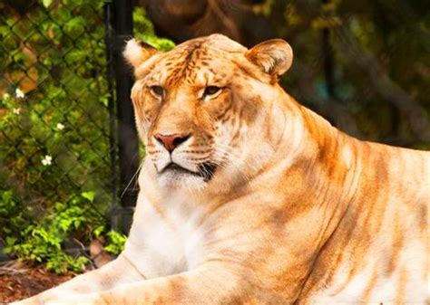 Picture Of Hercules The Liger While Sitting At Its Home At Miami