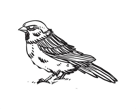 Simple Sparrow Hand Drawn Vector Hand Drawn Line Art Cartoon