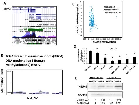 NSUN2 Promoter CpG Island Is Methylated In Breast Cancer Cells A CpG