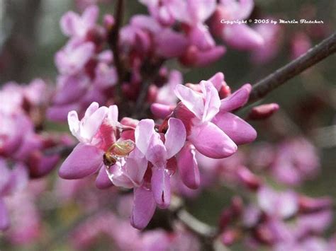 Cercis Occidentalis Western Redbud Awesome Native Tree Early