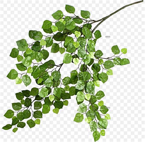 Branch Leaf Twig Birch Plant PNG 800x800px Branch Birch Centimeter