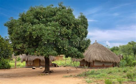 Village In Uganda Stock Image Image Of Nature Culture 56605869