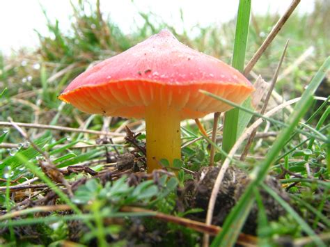 Гигроцибе коническая (Hygrocybe conica) фото и описание