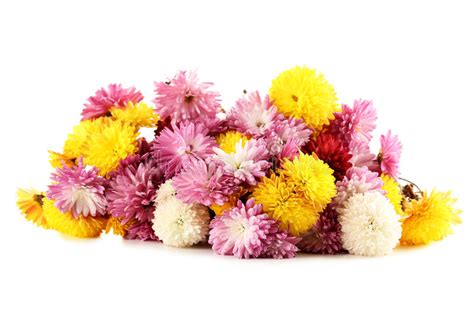 Chrysanthemum Stock Image Image Of Petal Plant Blooming 64091311