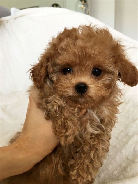 Teacup Red Maltipoo Puppy Rachel Iheartteacups