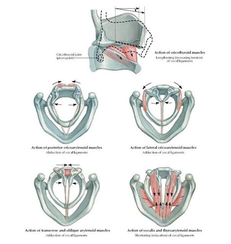 Cricothyroid Joint