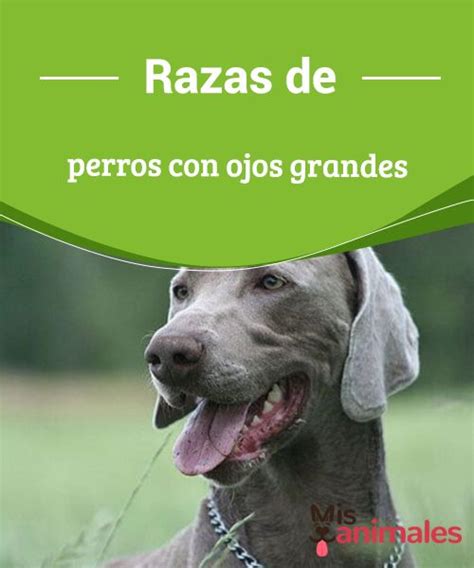 Razas De Perros Con Ojos Grandes Hoy Te Hablamos De Algunas Razas De