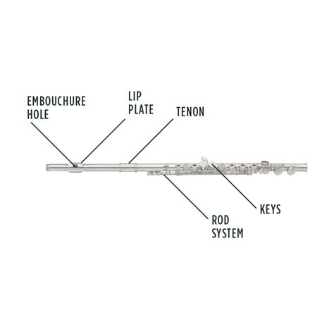 Flute Anatomy Anatomical Charts And Posters