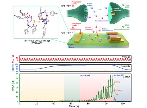 뇌 기능을 정밀하게 모사하는 펩타이드 인공 시냅스 소자 개발 Bric