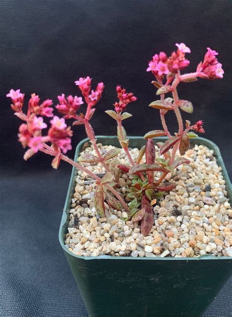 Crassula Exilis Ssp Cooperi “tiger Jade” The Garden Hows