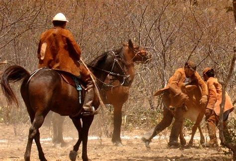 Macau Em Dia Pega De Boi Na Caatinga Resgata Uma Tradi O Dos