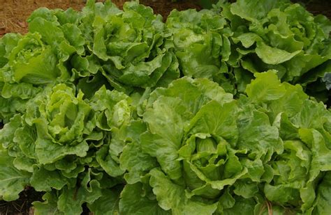 Lettuce - Types, Nutrition Facts, Calories, Carbs - Health Benefits