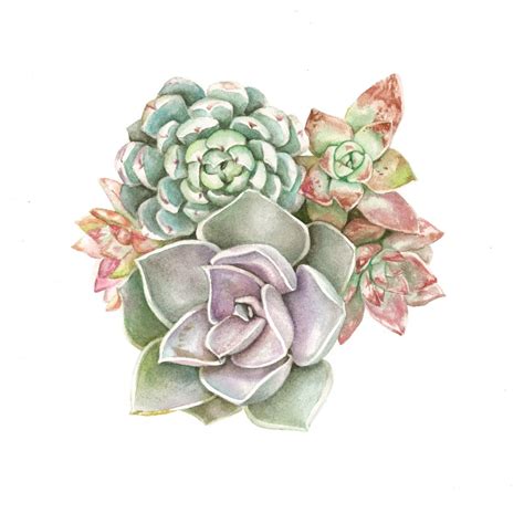 Succulent Watercolor Print Pastel Assortment Etsy Succulent Art