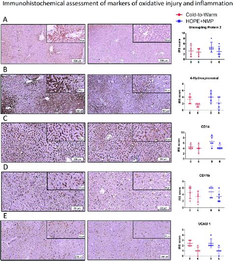 Immunohistochemical Assessment Of Oxidative Tissue Injury And