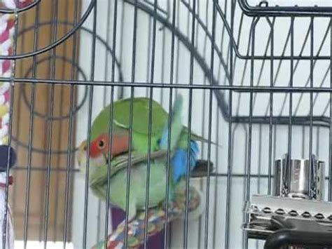 Lovebird Sex YouTube