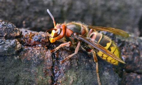 Videos Of Giant Asian ‘murder Hornets Demonstrate The Terrifying Effects Of Their Sting The