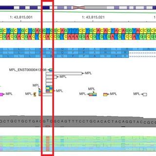 Alignment Of Reads For Exon Of The Mpl Gene The Figure Shows