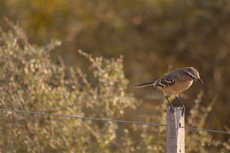 Free stock photo of argentina, bird watching, patagonia