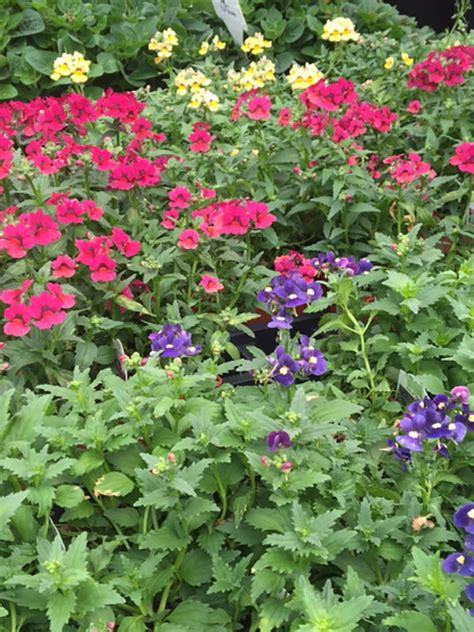 Nemesia Vinland Valley Nursery