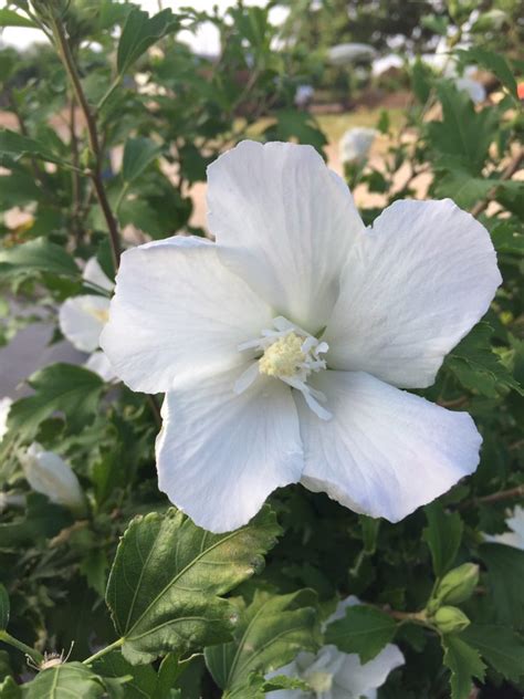 Althea White Pillar Backbone Valley Nursery