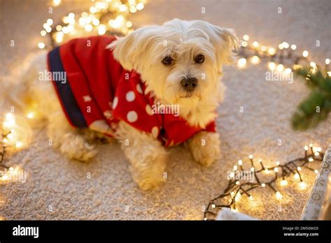 Cute Maltese Dog In A Red Sweater Lying On The Floor In A Heart Form