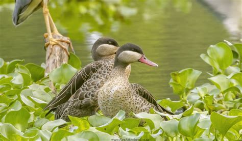 Endemic Birds of Madagascar – Alex Aitkenhead