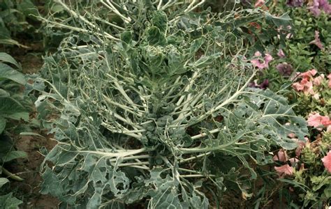 Brussels Sprouts Diseases And Pests Description Uses Propagation