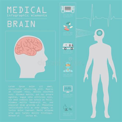 Infographic Medisch En Gezondheidszorg Herseneninfographics Vector