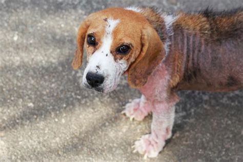 C Mo Curar La Sarna En Perros Con Remedios Caseros Descubre Los