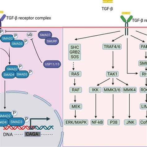 A Schematic Representation Of Tgf β Activation The Pro Tgf β