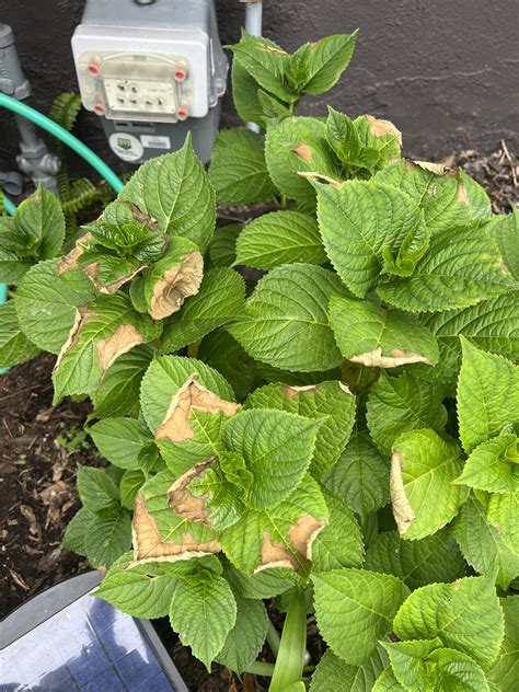 Hydrangea Leaves Curling And Turning Brown (Reasons+Fixes)