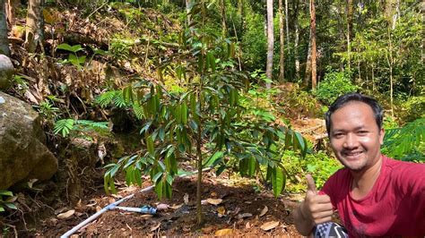 Cek Kebun Durian Usia Bulan Tanam Cara Merawat Pohon Durian Youtube