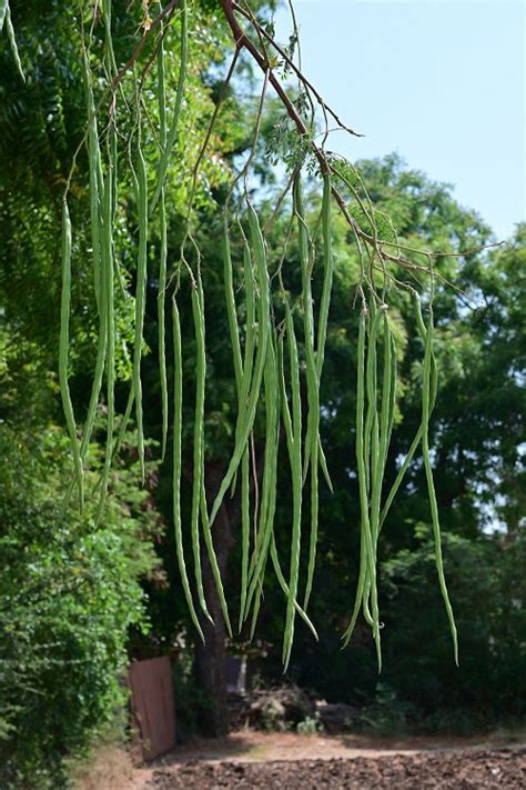 Delicious Vegetables That Grow On Trees Balcony Garden Web