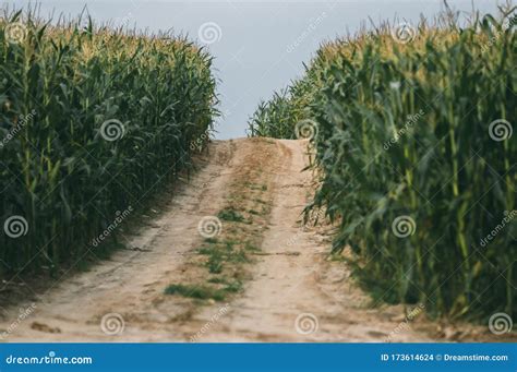 Corn Green Field With Road Stock Photo Image Of Foliage Harvesting