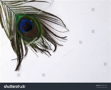 Peacock Feathers On White Background Stock Photo 735821317 | Shutterstock