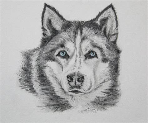 Gray Wolf With Blue Eyes Drawing