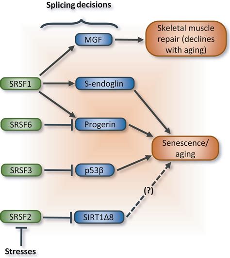 The Emerging Role Of Alternative Splicing In Senescence And Aging