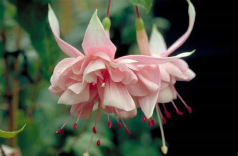 Natasha Sinton | Deutsche Fuchsiengesellschaft e.V.