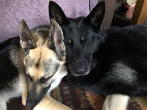 Their first cuddle : r/germanshepherds