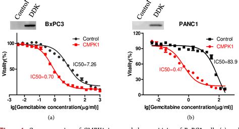 Figure From Gemcitabine And Doxorubicin Combination Enhance The