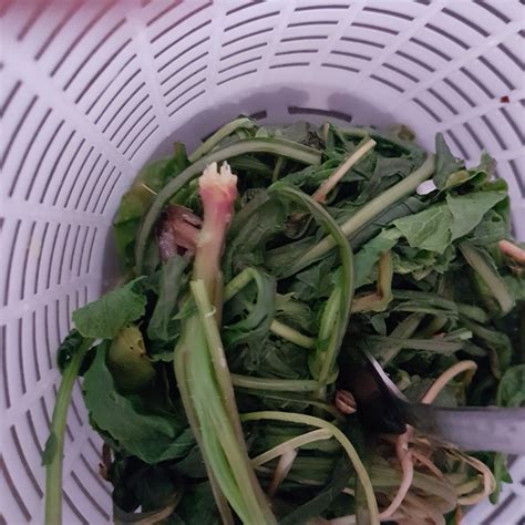 In Cucina Con Le Erbe Selvatiche Ortica Papavero Tarassaco Borragine Per Realizzare Piatti Freschi Secondo Stagione