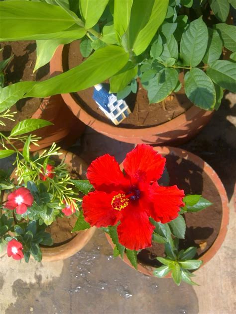 how to take care of a hibiscus plant 8