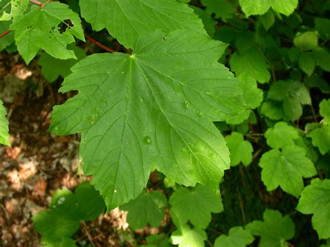 Acer Pseudoplatanus Aceraceae Image 15385 At PhytoImages Siu Edu