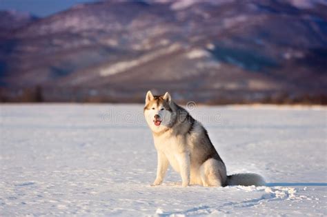 Perro Lindo Y Libre Del Husky Siberiano Que Se Sienta En El Campo De