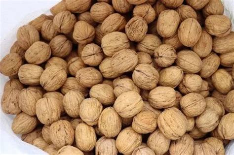 Walnut In Shell Packaging Type Loose At Rs 560 Kg In Vadodara ID