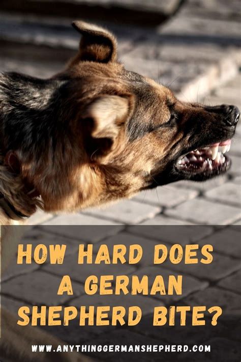 How Hard Does A German Shepherd Bite